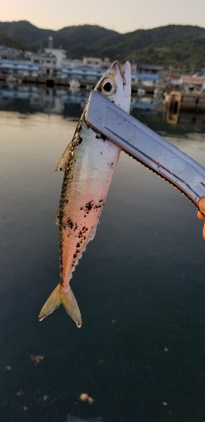 4ヵ月ぶりの坊主回避！！