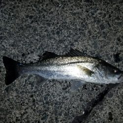 久々にシーバスゲット♪( ´∀`)