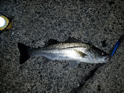 久々にシーバスゲット♪( ´∀`)