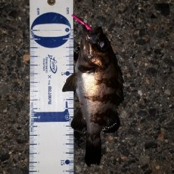 やっぱ、メバリング