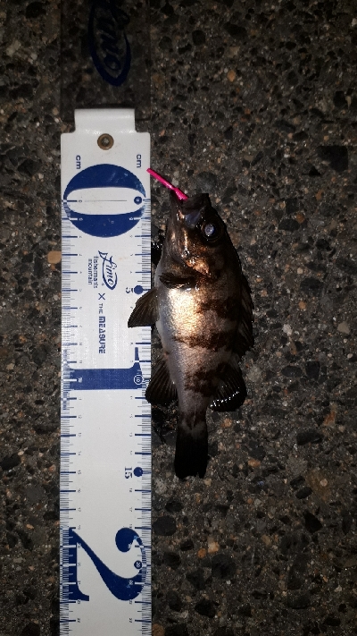 やっぱ、メバリング