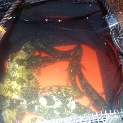 なかなかのサイズが出るようになってきました