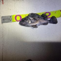 良型出始めました