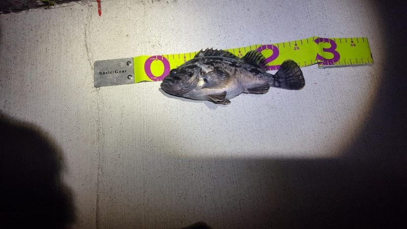 良型出始めました