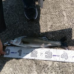 西野渡船さんにて