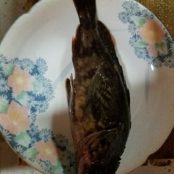 ガシラ釣り ~色々不完全燃焼で終了~