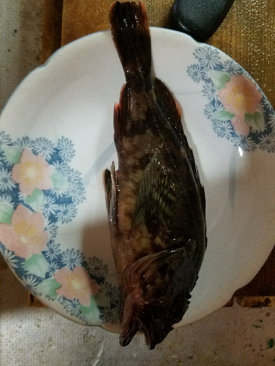 ガシラ釣り ~色々不完全燃焼で終了~