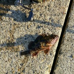 チニングでしたが