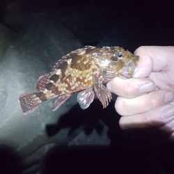 日本鋼管電気浮きからのメバリング