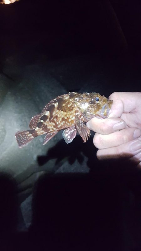 日本鋼管電気浮きからのメバリング