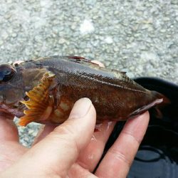 青物狙いだったはずが、、、