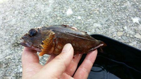 青物狙いだったはずが、、、