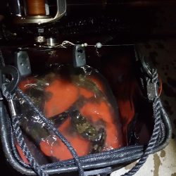 松阪港へち、メバリング