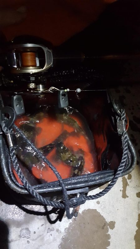 松阪港へち、メバリング