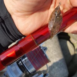 日本鋼管でキス釣り