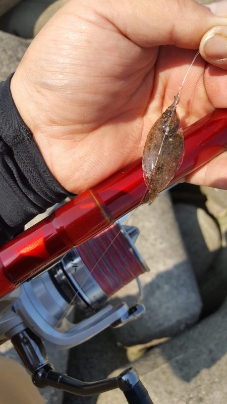 日本鋼管でキス釣り