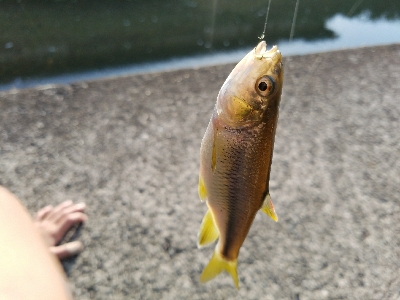 淡水小物釣り　～濁りが効いてイイ♪～
