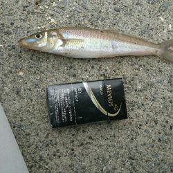 今年初キス釣り