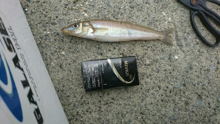 今年初キス釣り