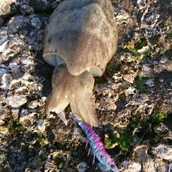 アオリイカはどこへ？