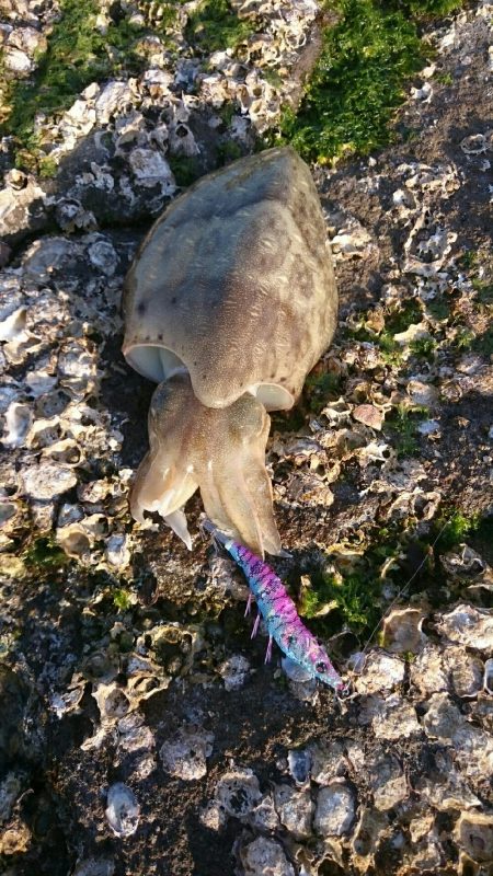 アオリイカはどこへ？