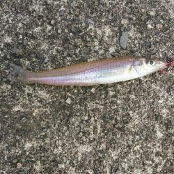 まだ少し早いかなあ