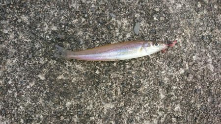 まだ少し早いかなあ