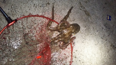 イカじゃなく、まさかの!