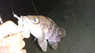 新月大潮のメバリング