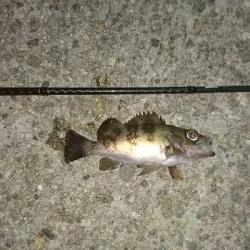 中潮、上げ潮~満潮にかけての釣行!