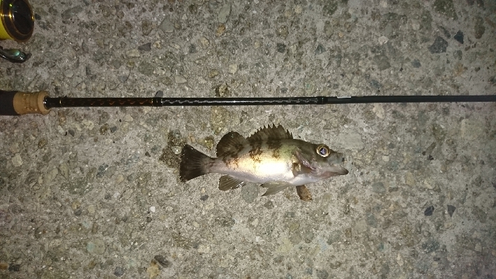 中潮、上げ潮～満潮にかけての釣行！