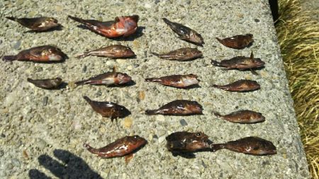 穴釣りでガシラ