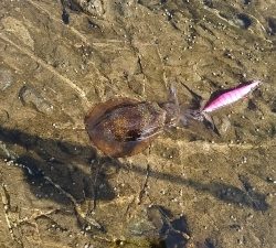 エギング釣行その14