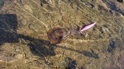 エギング釣行その14