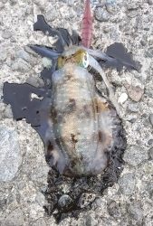 エギング釣行その15