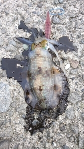 エギング釣行その15
