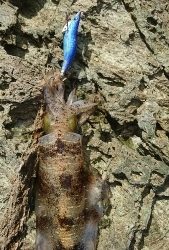 エギング釣行その17