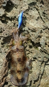 エギング釣行その17