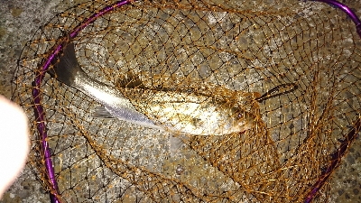 バチパターン無視で