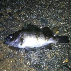 テトラでメバル釣り