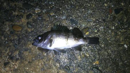 テトラでメバル釣り