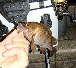 アジ探しメバリング