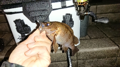 アジ探しメバリング