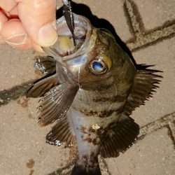 アジ探しメバリング２日目