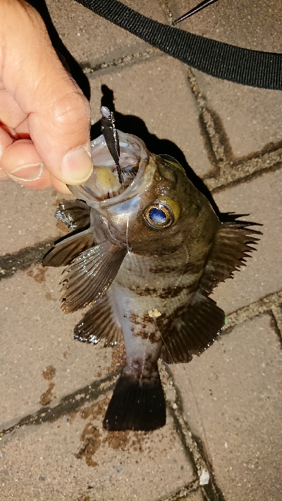 アジ探しメバリング２日目