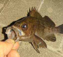 アジ探しメバリング