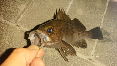 アジ探しメバリング