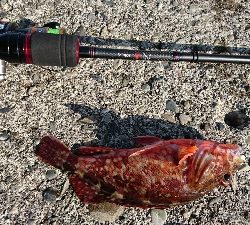 リベンジ２日目串本漁港～ランガン