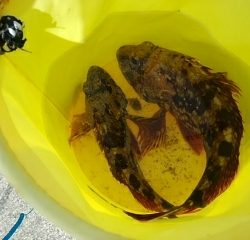 久しぶりの釣行