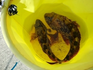 久しぶりの釣行